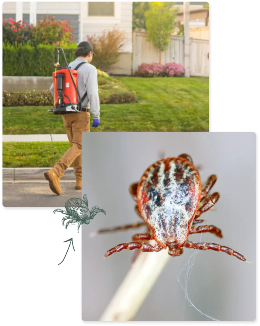a person walking down a sidewalk and an image of a tick