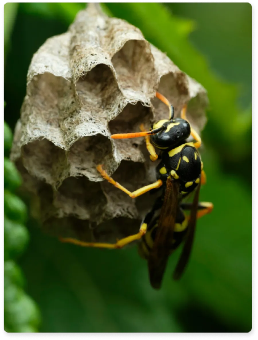 a wasp on a hive
