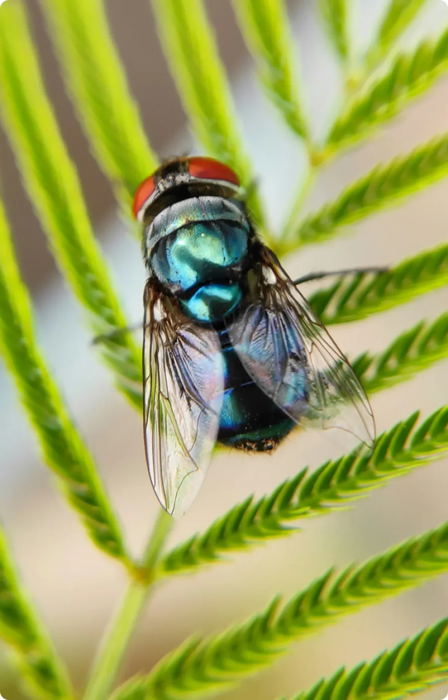 a fly on a leaf