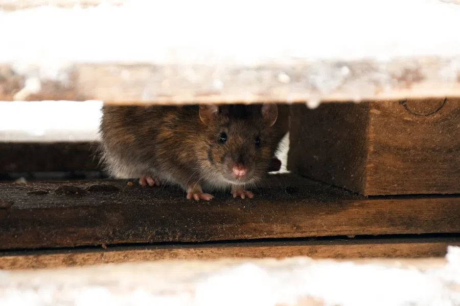 A small brown mouse peeks out from beneath a wooden plank, surrounded by white snow.