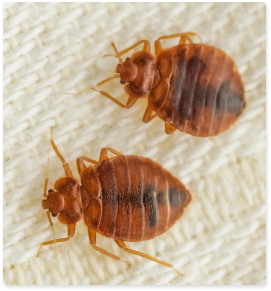 Close-up of two reddish-brown bed bugs on a textured fabric surface.