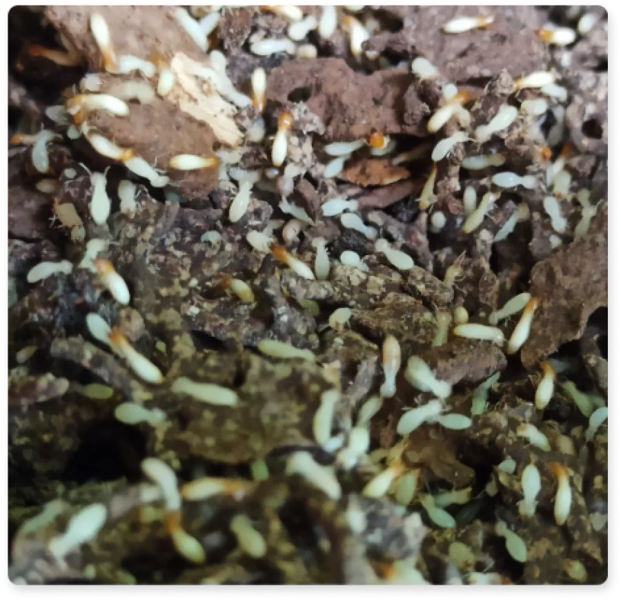 a pile of small leaves