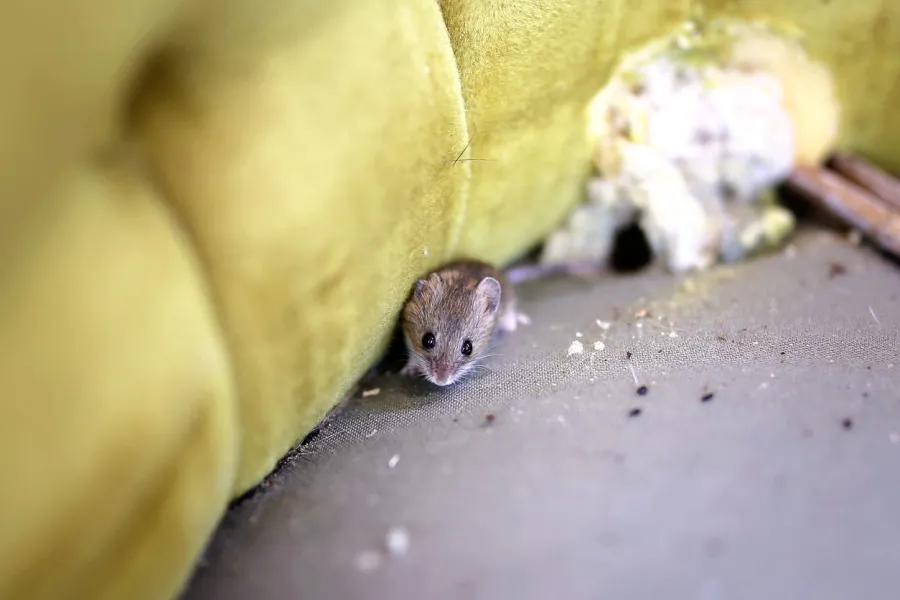 A small mouse peeking out from a cushion, amidst lint and debris.