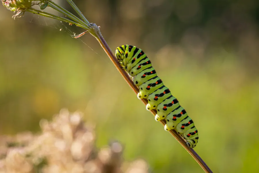 Green caterpillar with black and orange spots climbing a thin plant stem in natural sunlight.