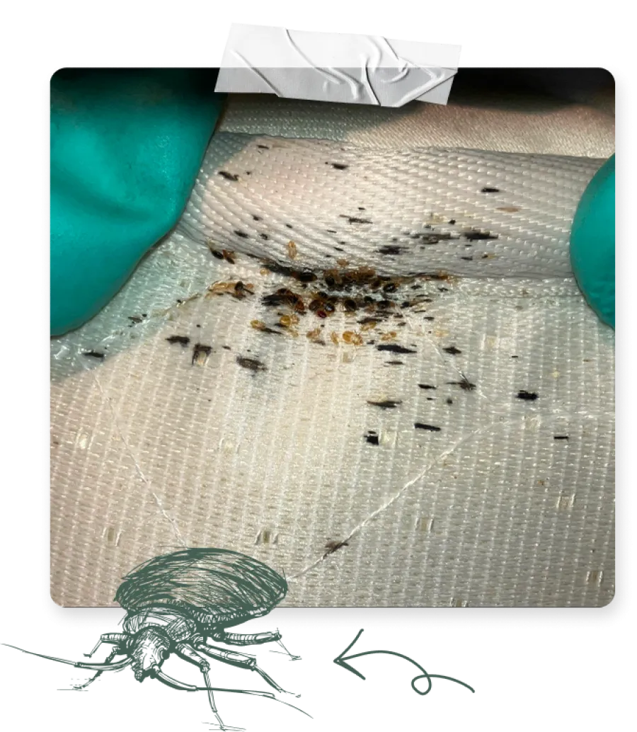 Close-up of white fabric with small bed bugs and dark insect droppings, partially held by gloved hands.