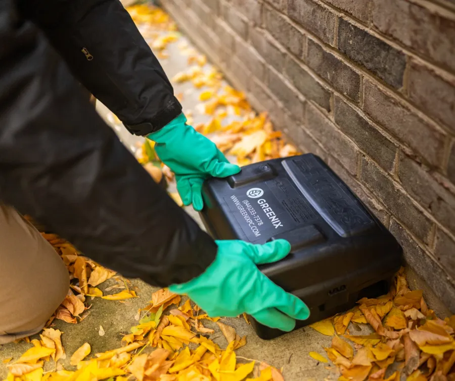 Person wearing green gloves placing a black Greenix humane rodent trap among fallen autumn leaves by a brick wall.