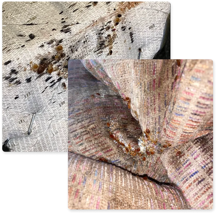 Close-up of bed bug infestation on fabric upholstery showing numerous bugs and droppings.