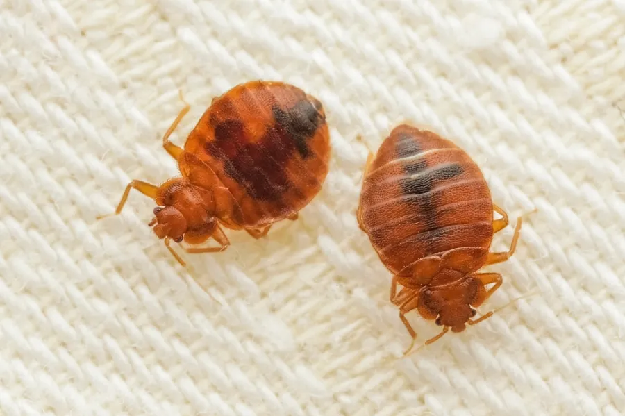 Close-up of two bed bugs on a white woven fabric showing their reddish-brown oval bodies and legs.