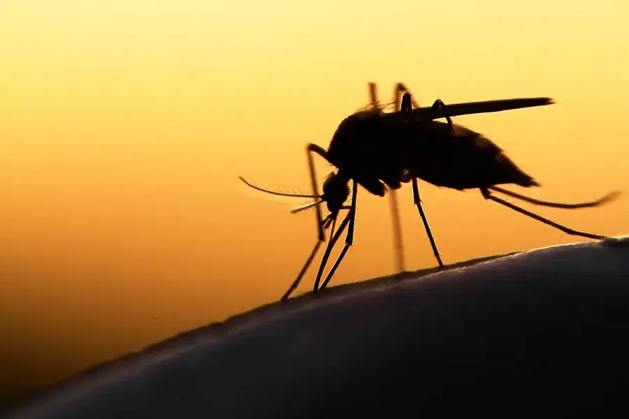 Close-up of a mosquito silhouette against a vibrant orange sunset background.