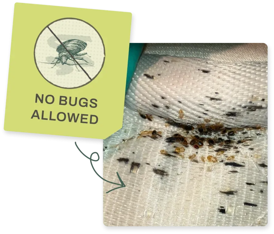 Close-up of bed bugs on white fabric with a sign stating no bugs allowed crossed-out bug illustration.