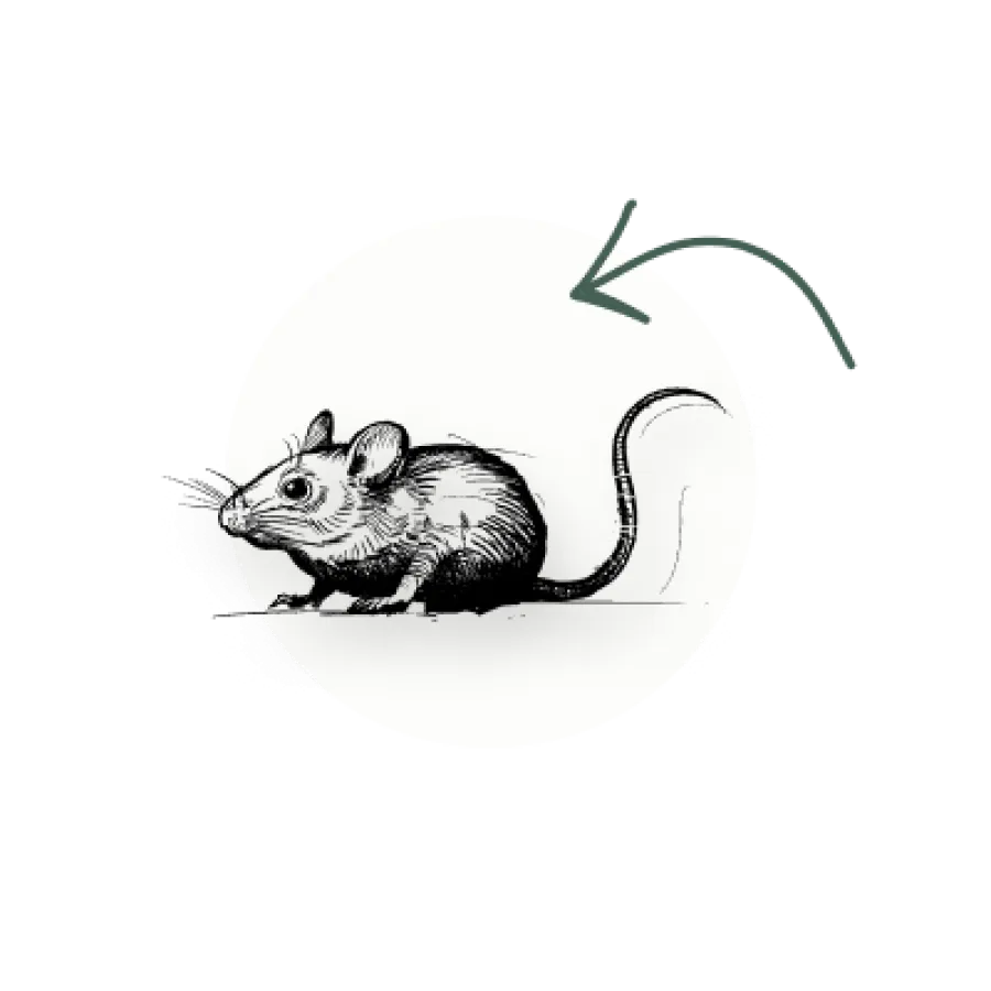 Black and white sketch of a mouse facing left inside a white circular background with an arrow above its tail.