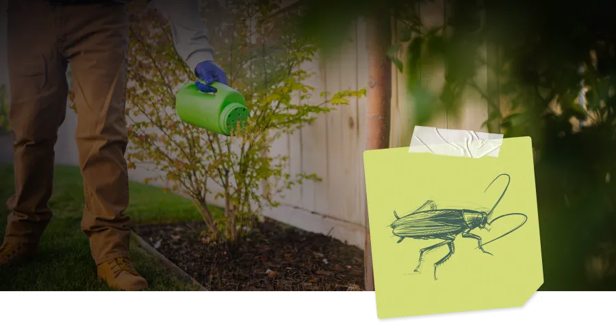 A person applying pest control treatment to garden plants to eliminate cockroaches.