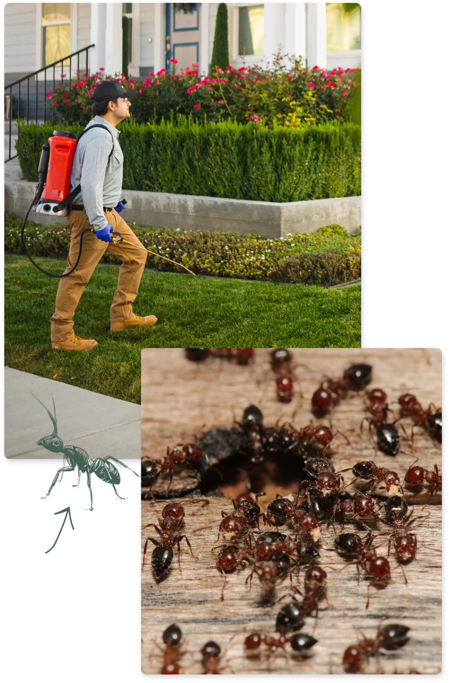 Pest control worker sprays chemicals on lawn to eliminate ants near house with garden and sidewalk.