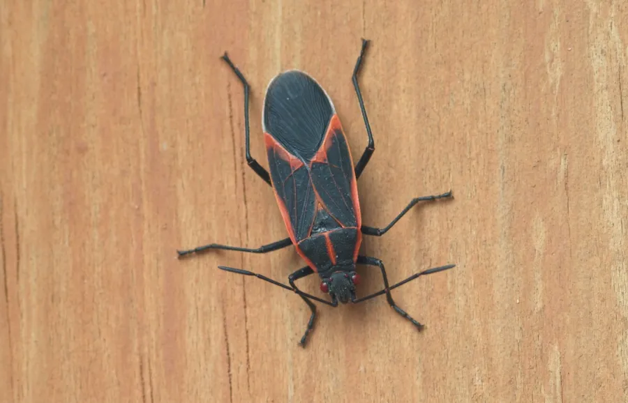 Black and red insect with distinct markings on wooden surface close-up macro photograph