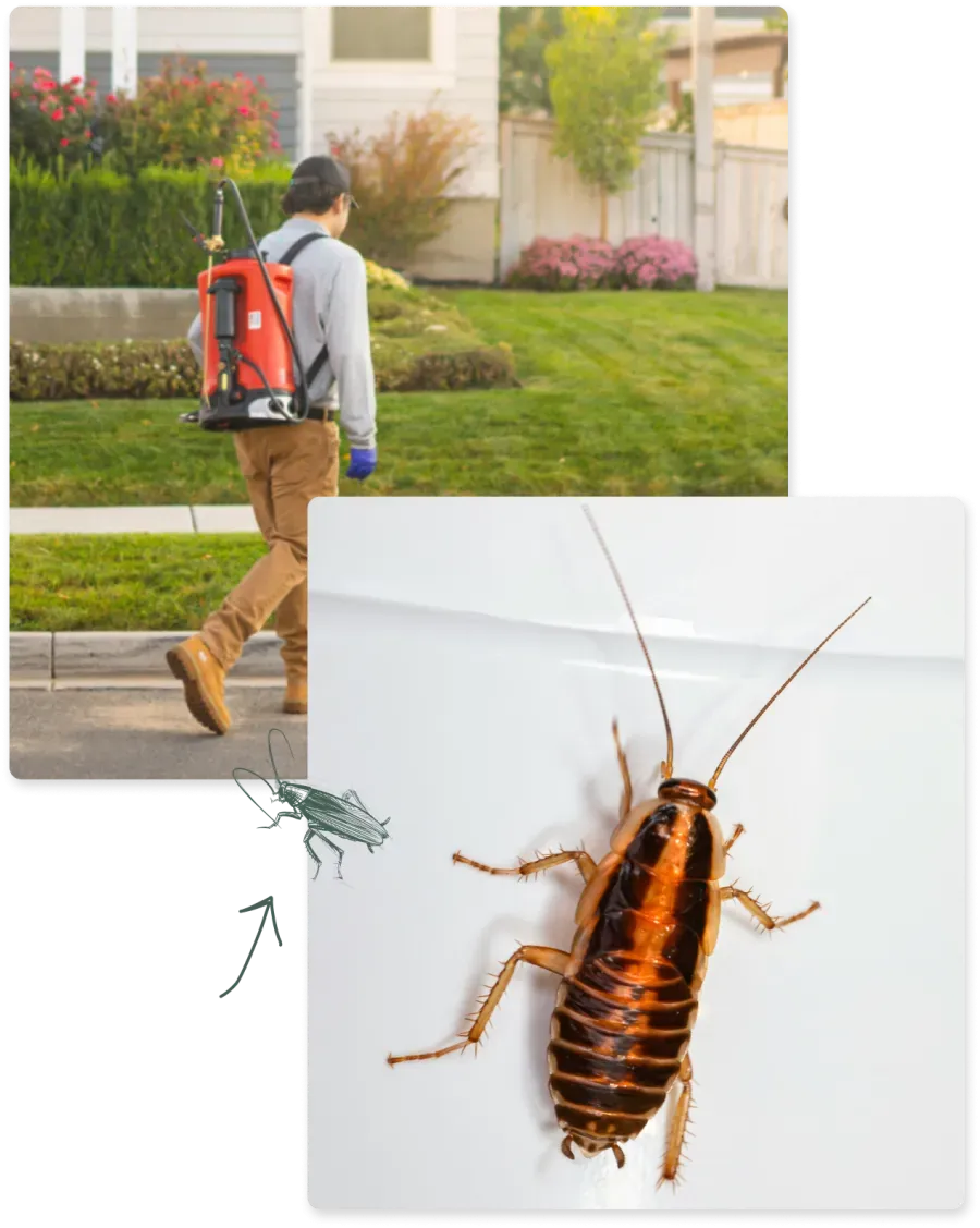 Pest control worker wearing a backpack sprayer walking on lawn and close-up of a cockroach on white surface.