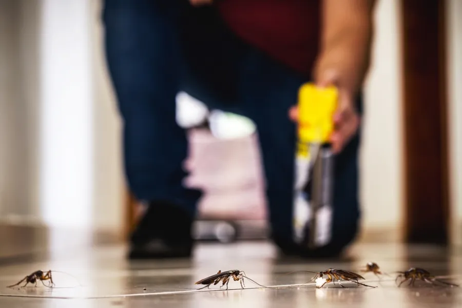 Person spraying insecticide on floor near cockroaches to control pest infestation indoors.