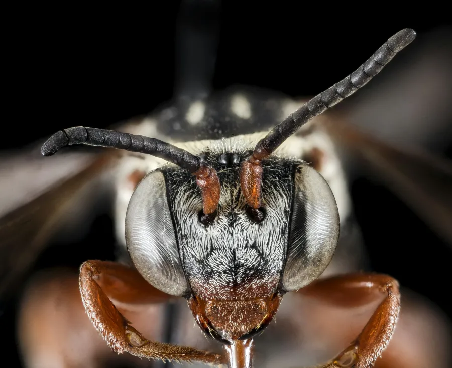 Close-up macro image of a wasp's head showing detailed eyes, antennae, and mandibles against a black background