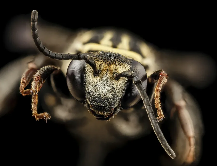 Close-up macro image of a wasp showing detailed eyes, antennae, and textured face on a black background