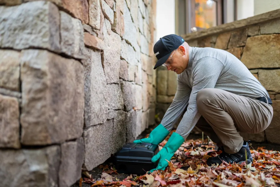 Man wearing green gloves placing a black bait station near a stone wall surrounded by autumn leaves.