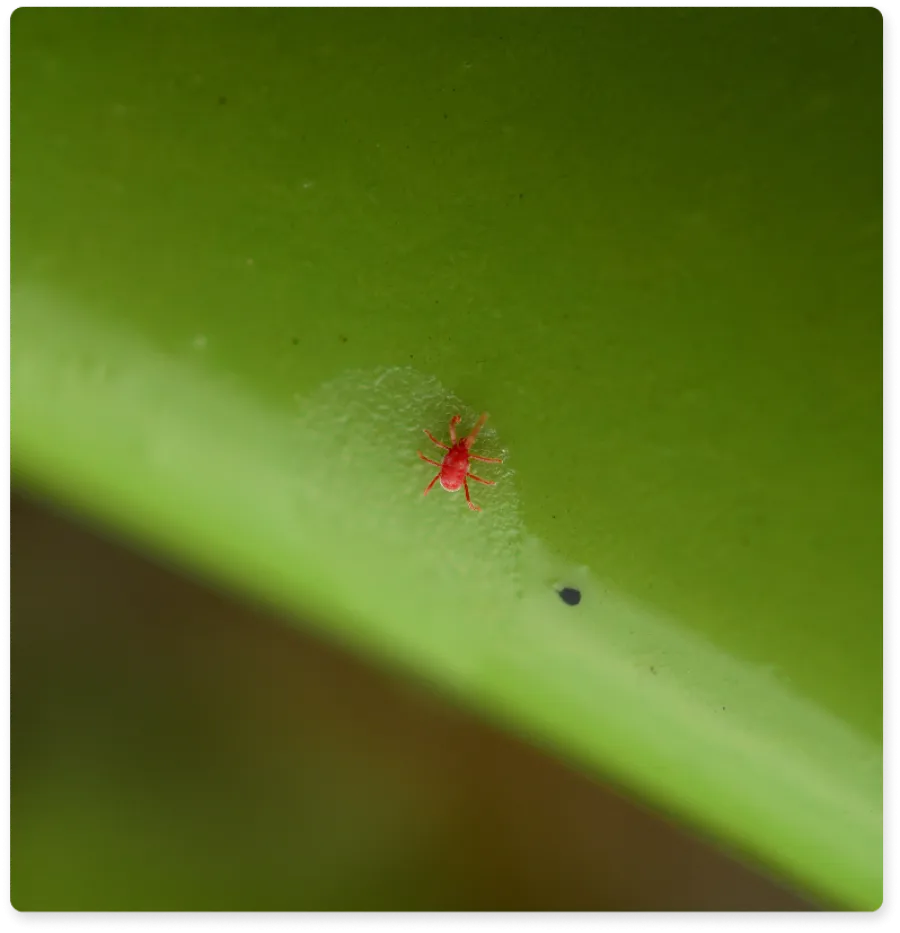 Small red mite crawling on a smooth green leaf surface in close-up macro photography.