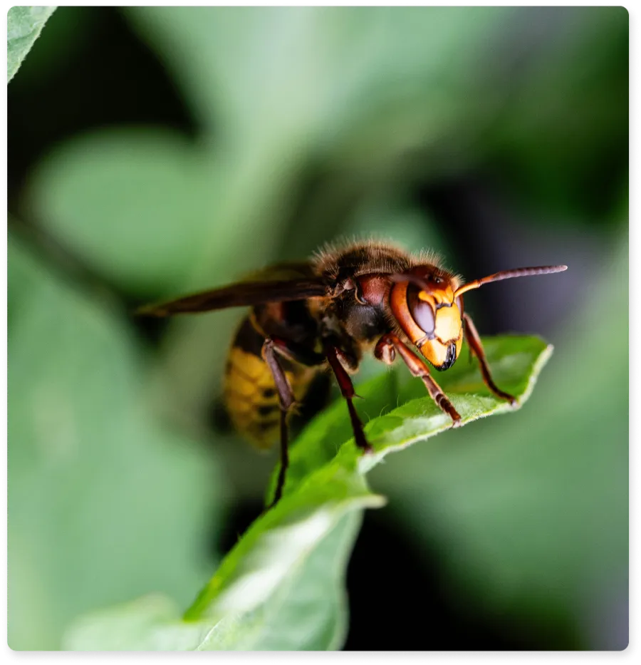 Close-up of a hornet perched on a green leaf with blurred foliage background