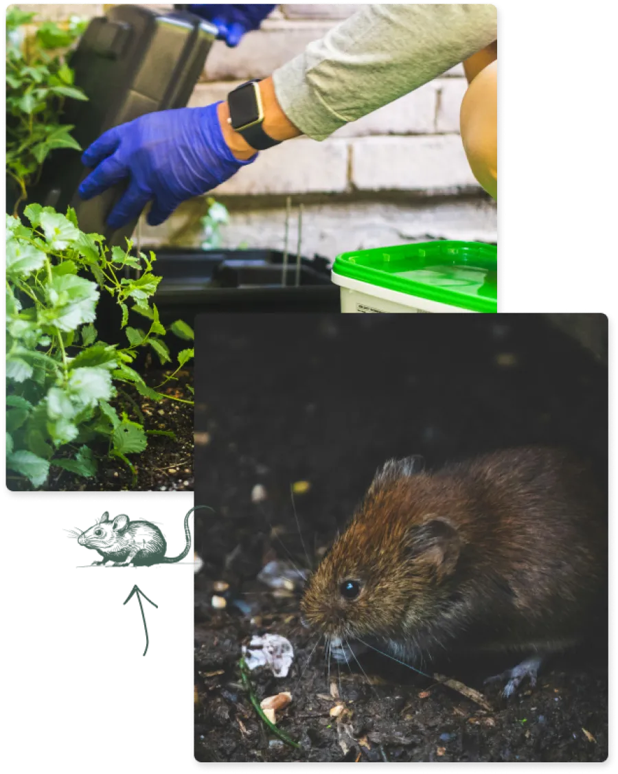 Person wearing blue gloves setting up a pest trap near green plants and a brown mouse on soil close-up