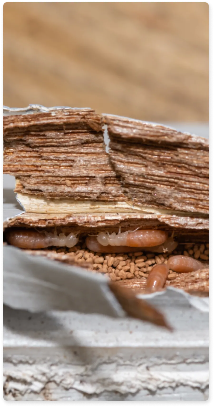 a pile of coffee beans