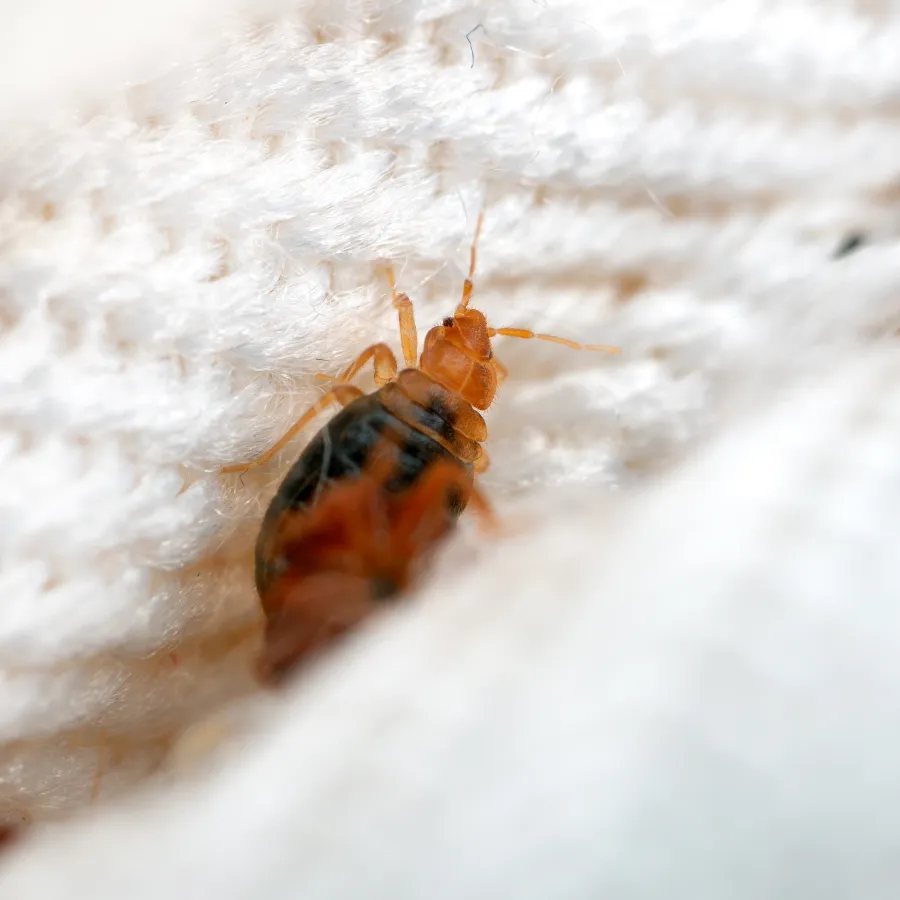 Close-up of a bed bug on textured white fabric highlighting insect details and fibers.