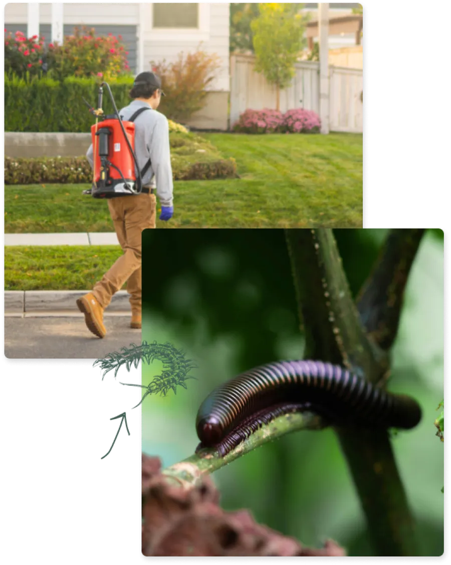 a millipede and a man