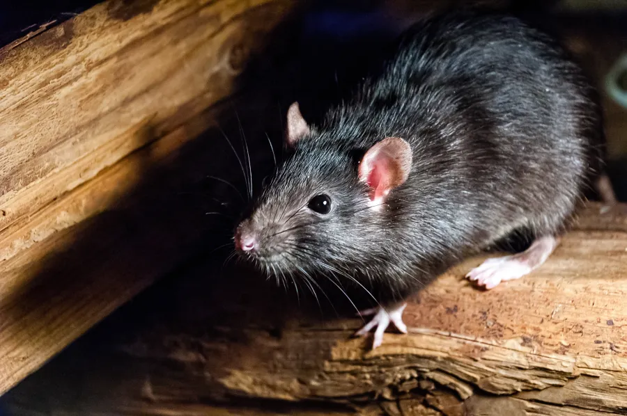 Close-up of a black rat perched on a wooden log, showcasing its detailed fur and attentive posture.