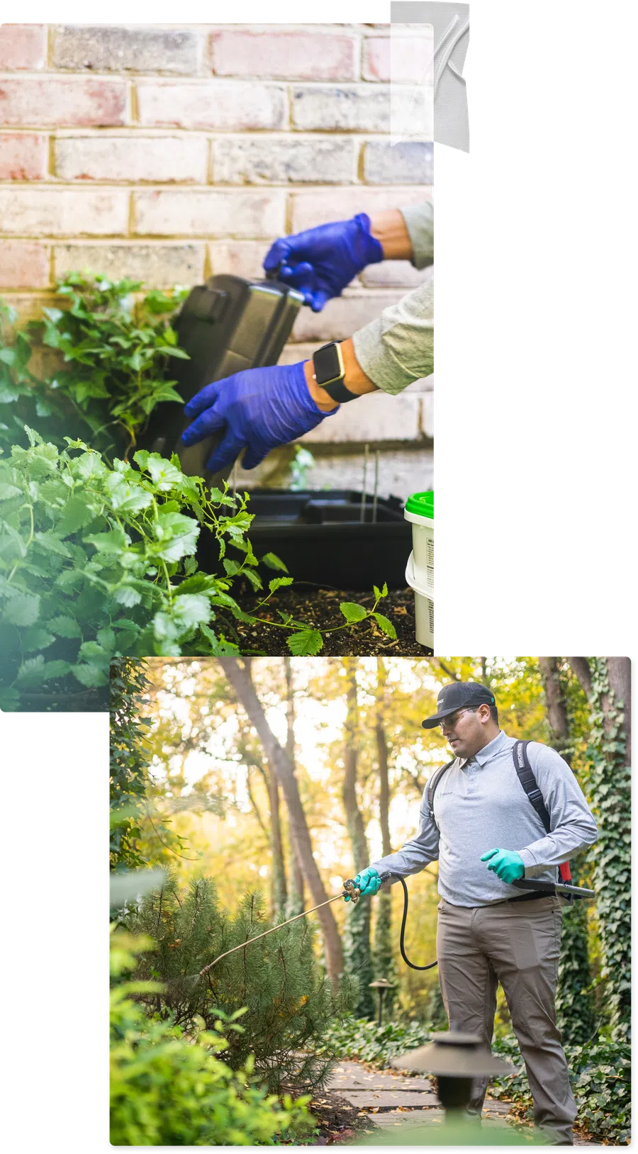 A professional applying pest control measures in a garden, showcasing safety gear and greenery.
