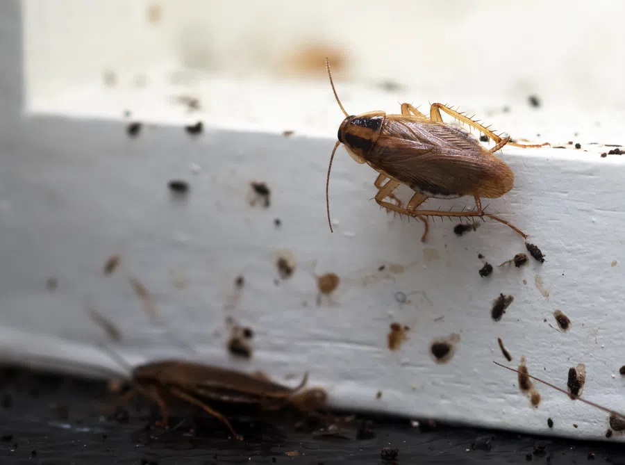 Close-up of brown cockroaches crawling on a stained white surface with scattered debris around them