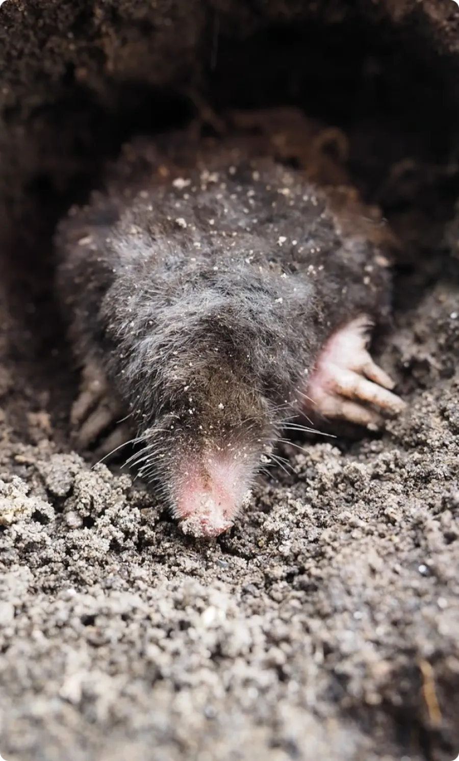 a porcupine on the ground