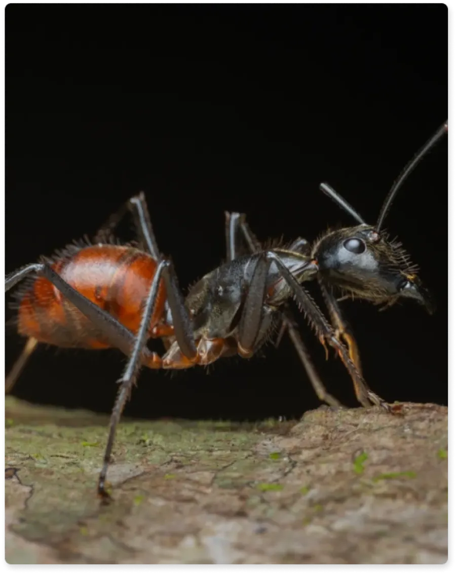 a large spider with a large spider