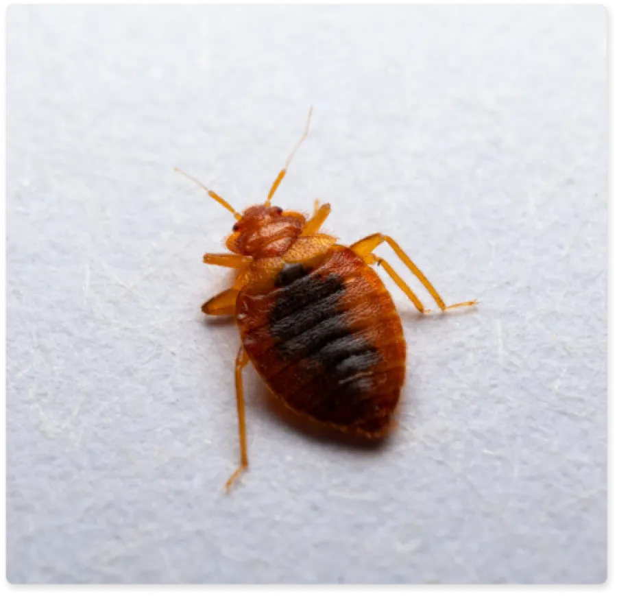 Close-up of a reddish-brown bed bug on a light textured surface showing its segmented body and legs.
