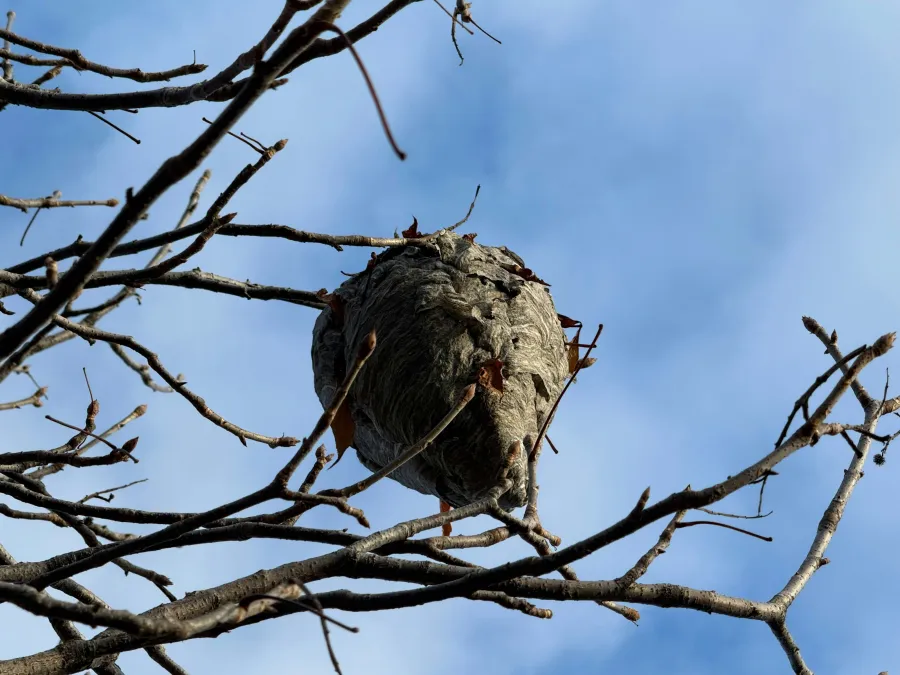 Large gray wasp nest hanging on bare tree branches against a clear blue sky background.
