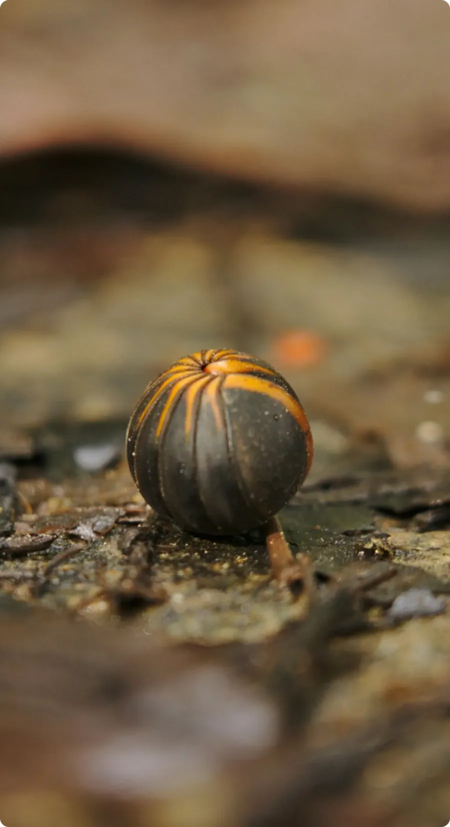 a snail on the ground