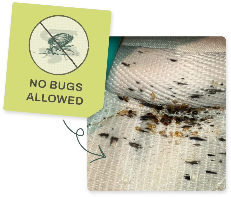Close-up of fabric infested with bed bugs and an inset sign featuring a crossed-out bug and text no bugs allowed.