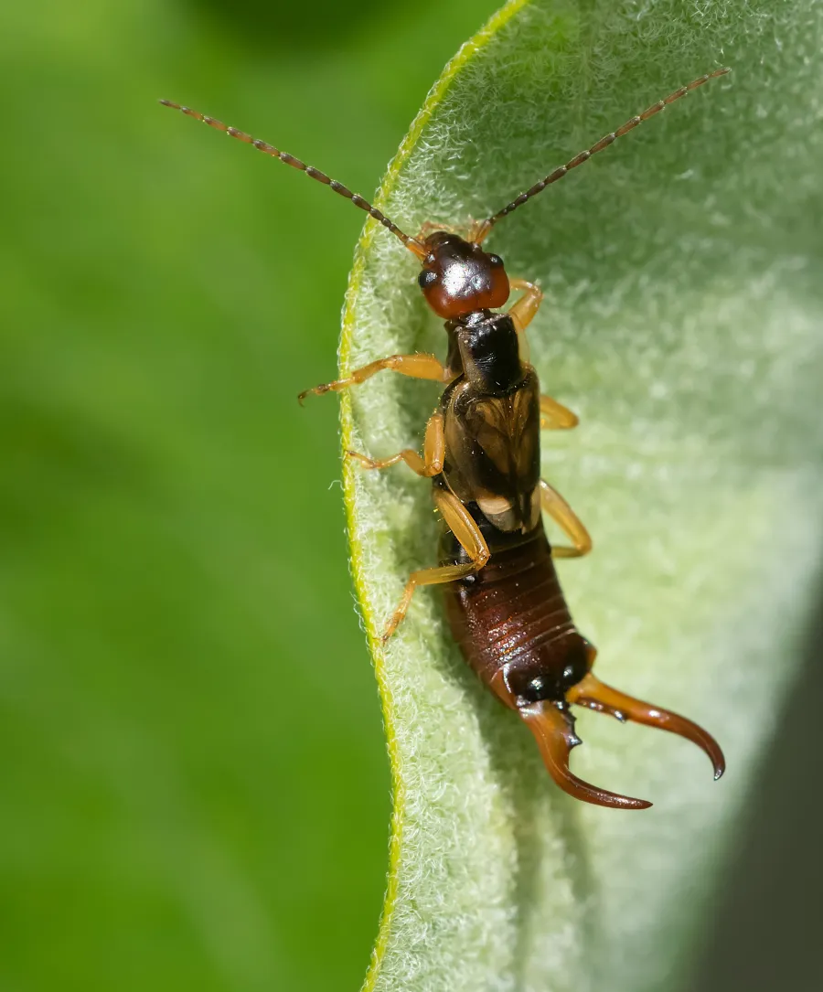 Close-up of an earwig insect on the edge of a green leaf with detailed antennae and pincers.