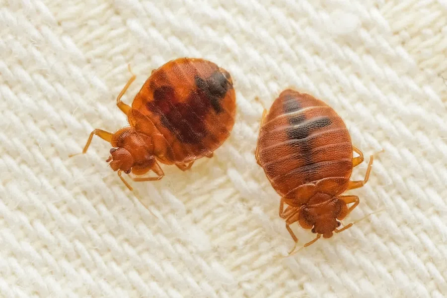 Close-up of two reddish-brown bed bugs on white textured fabric surface under natural light.