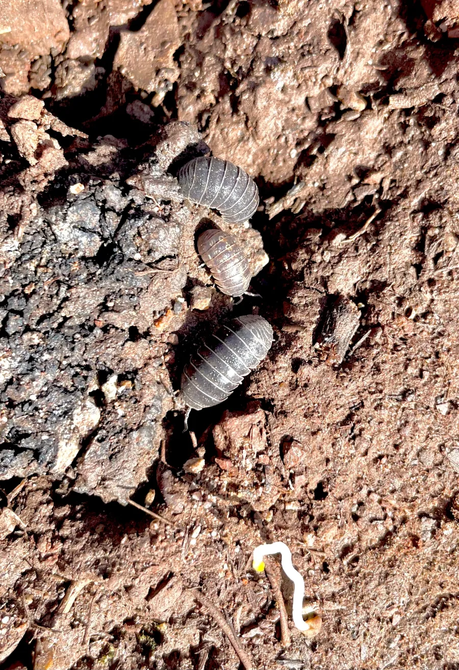 Three pill bugs on rough textured soil with a small white sprout emerging from the ground.