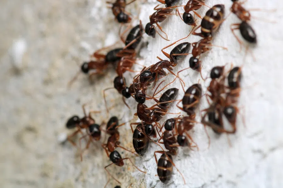 Close-up of a group of black and brown ants crawling on a white textured surface in nature.