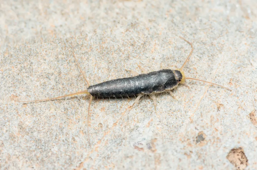 Close-up of a silverfish insect on a textured light surface showing its long antennae and segmented body.