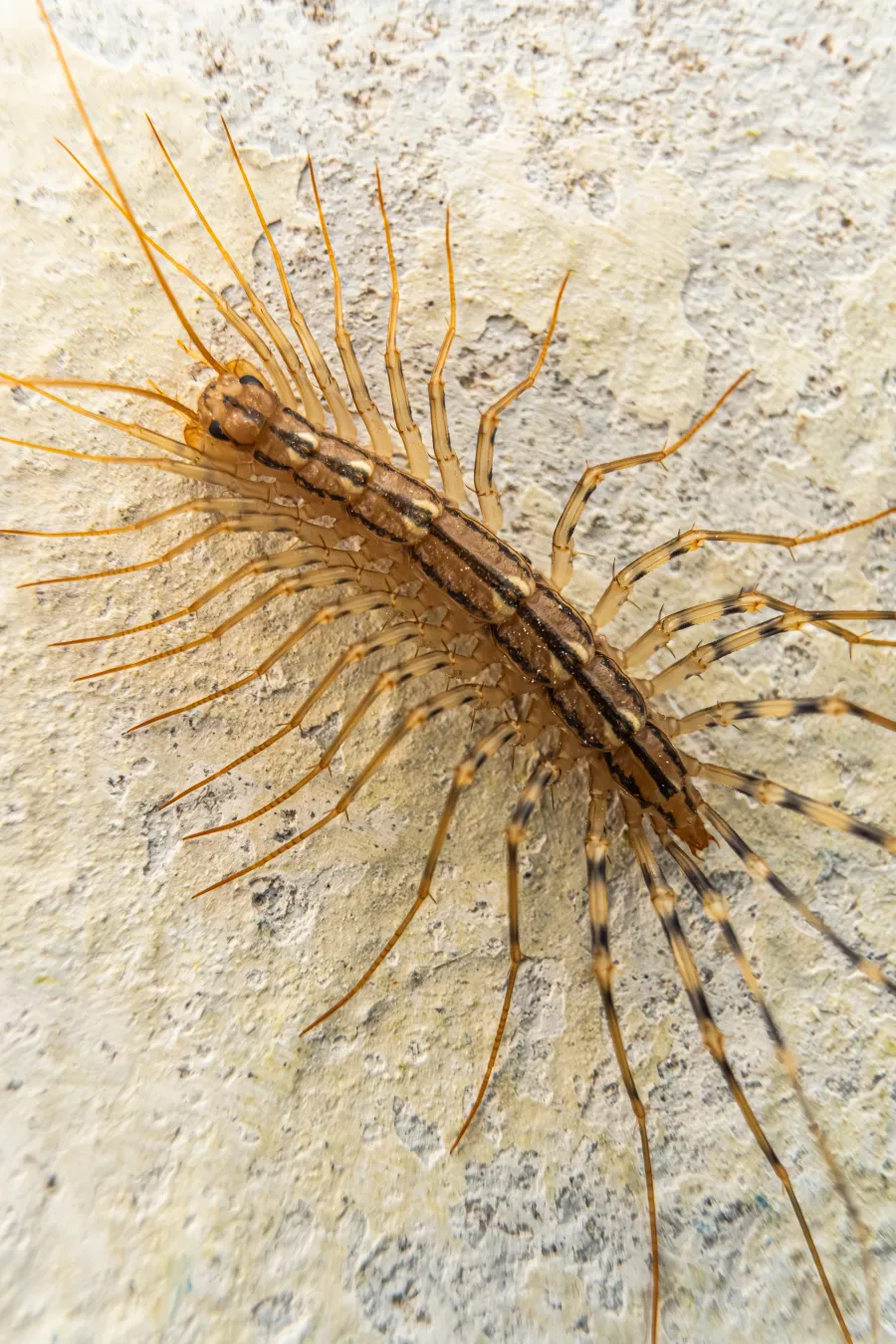 Close-up of a brown and yellow striped centipede on a textured beige surface with many long legs.
