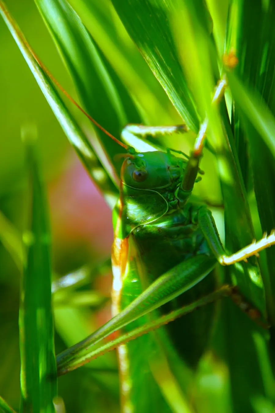 Close-up of a green grasshopper camouflaged among vibrant green grass blades in natural sunlight.