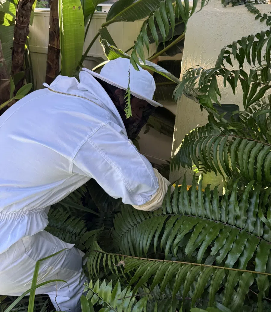 Person in white protective suit inspecting plants in a lush garden with large green leaves and ferns.