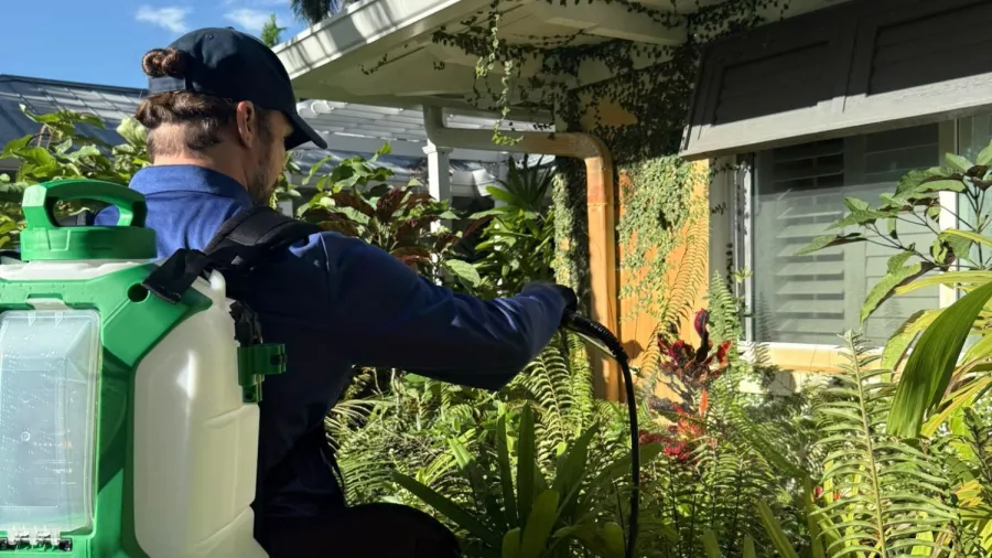 Person spraying plants in a garden with a green backpack sprayer under sunlight by a house.