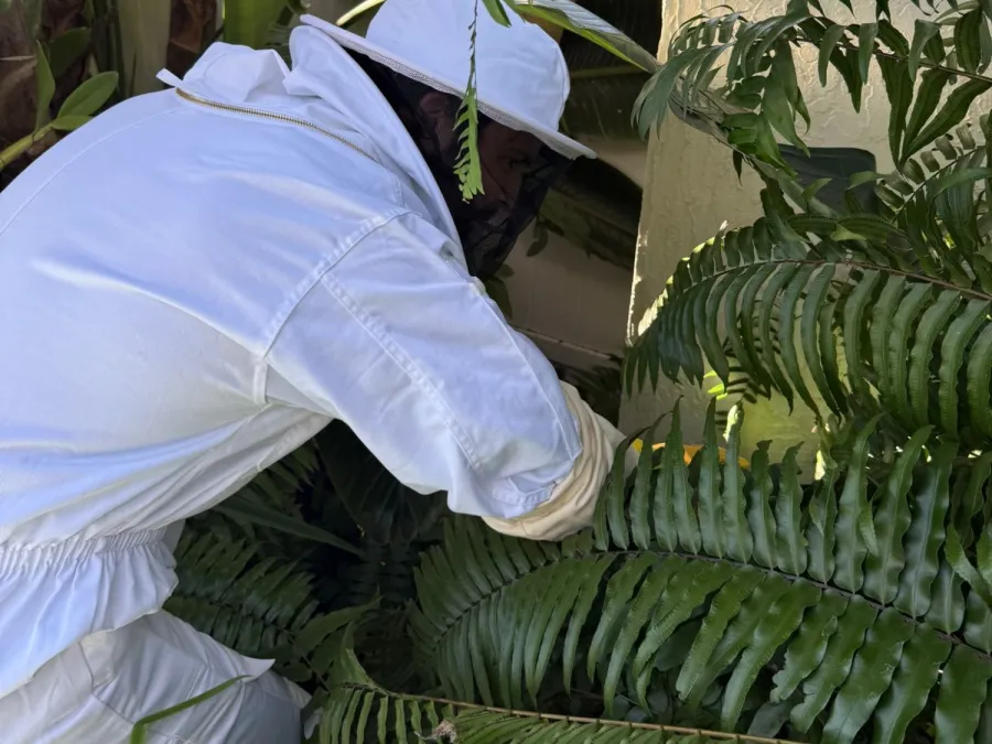 Person in white protective suit inspecting plants in a lush garden with large green leaves and ferns.