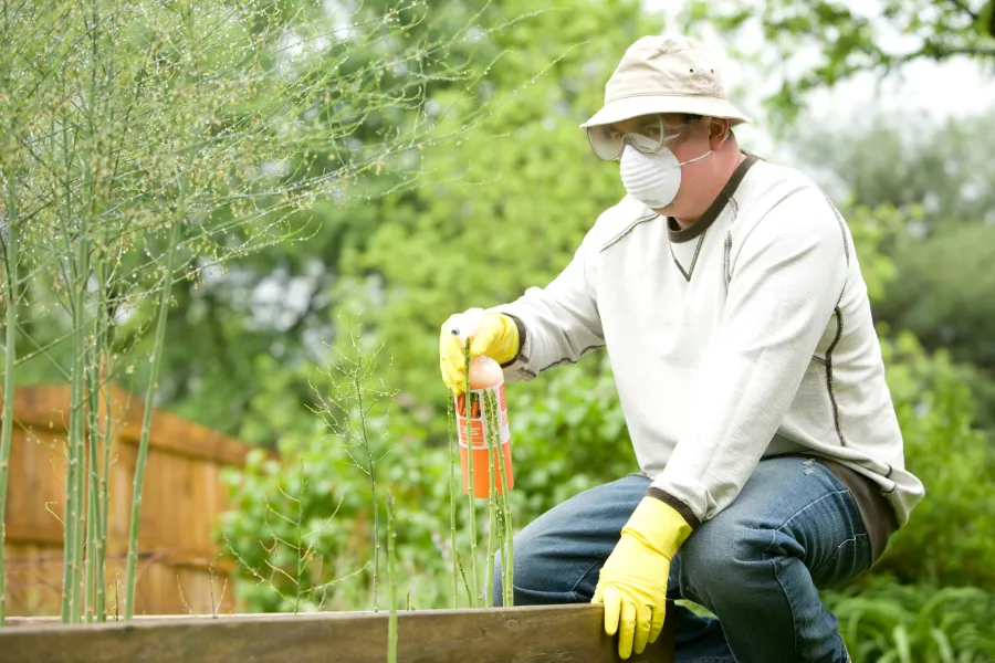 Man wearing mask and gloves spraying pesticide on garden plants with spray bottle on a sunny day.