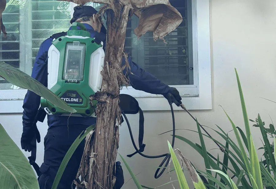 Worker wearing blue uniform spraying pesticide on plants and window with green Cyclone 3 backpack sprayer.